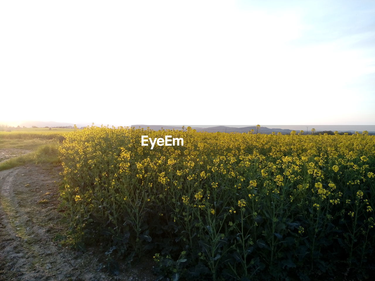 VIEW OF YELLOW FLOWERS GROWING IN FIELD