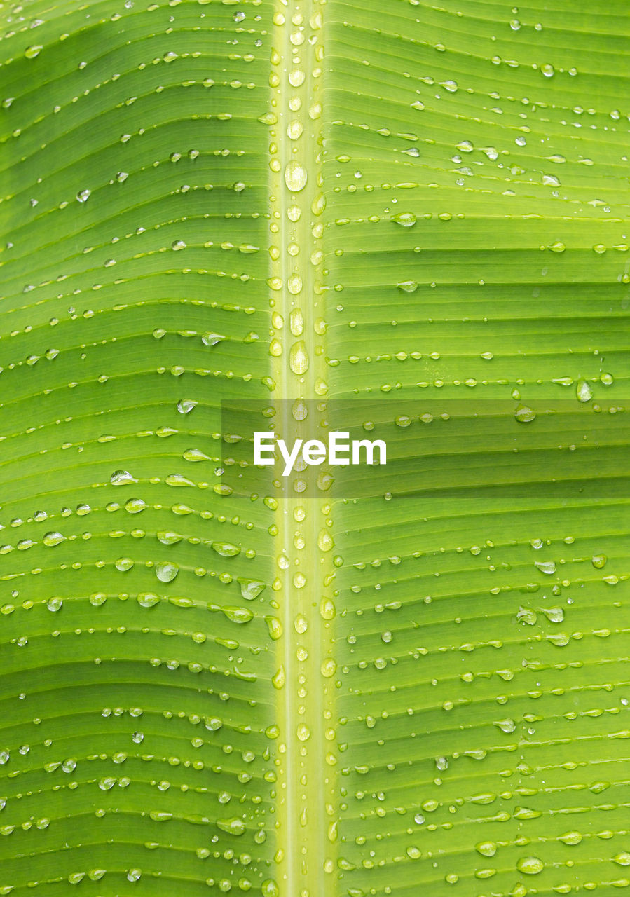FULL FRAME SHOT OF WET LEAF ON PLANT