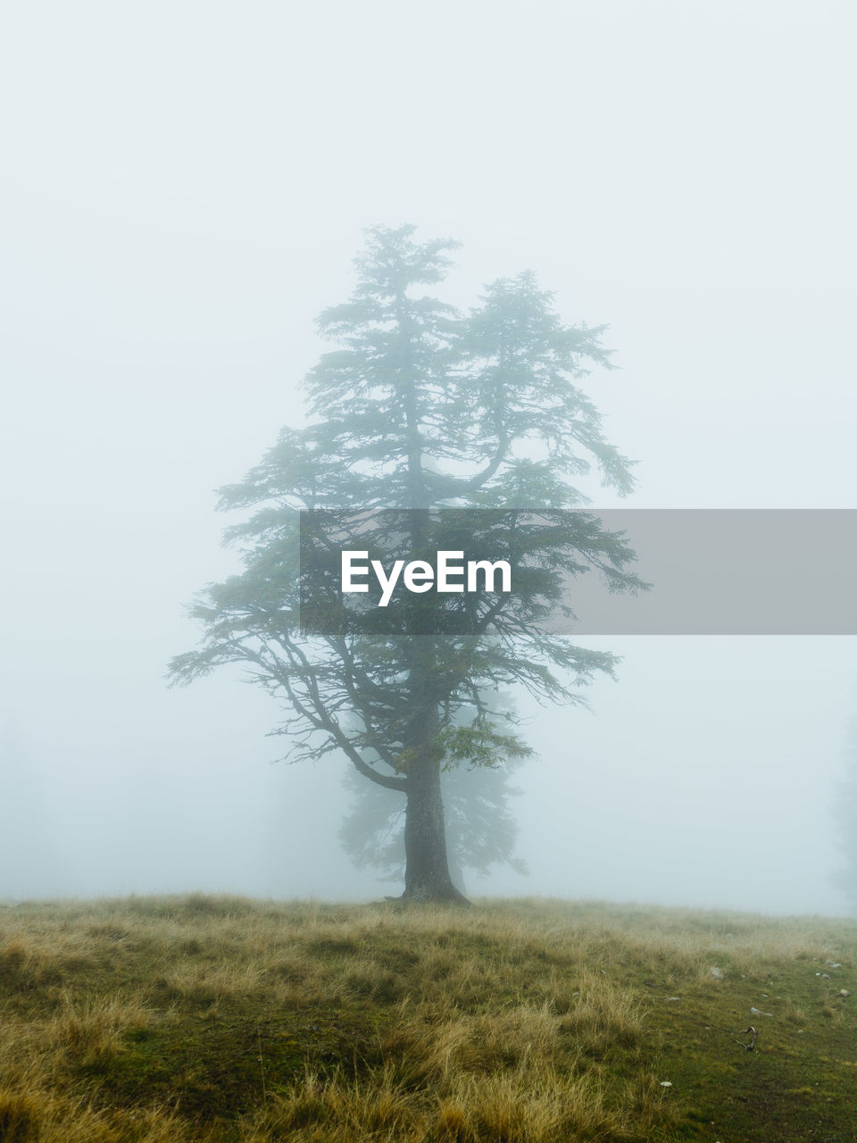 TREE ON FIELD AGAINST SKY