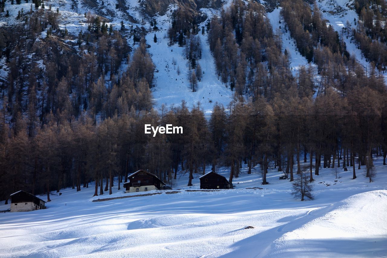 TREES ON SNOW COVERED FIELD AGAINST MOUNTAIN