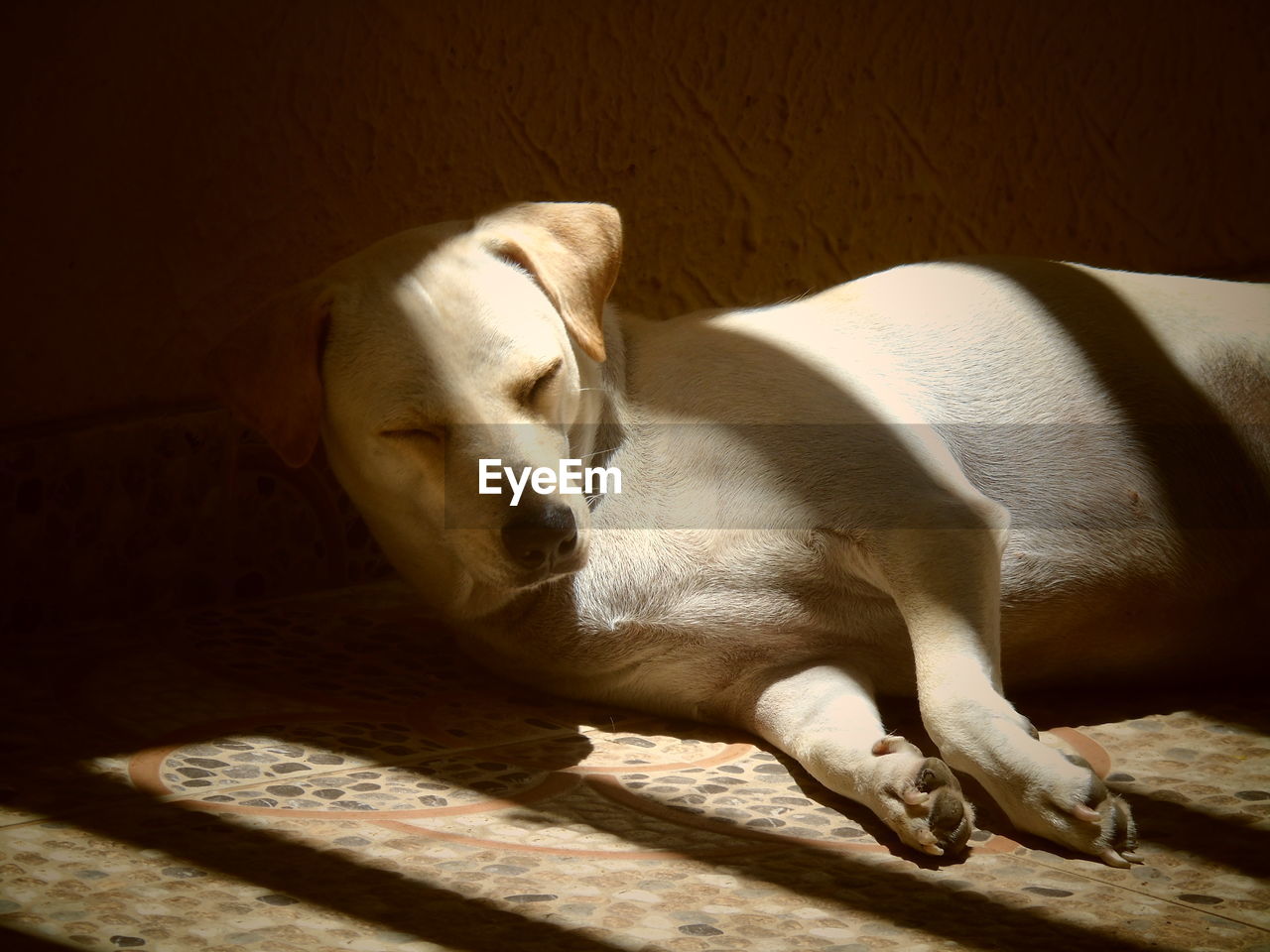 VIEW OF DOG SLEEPING