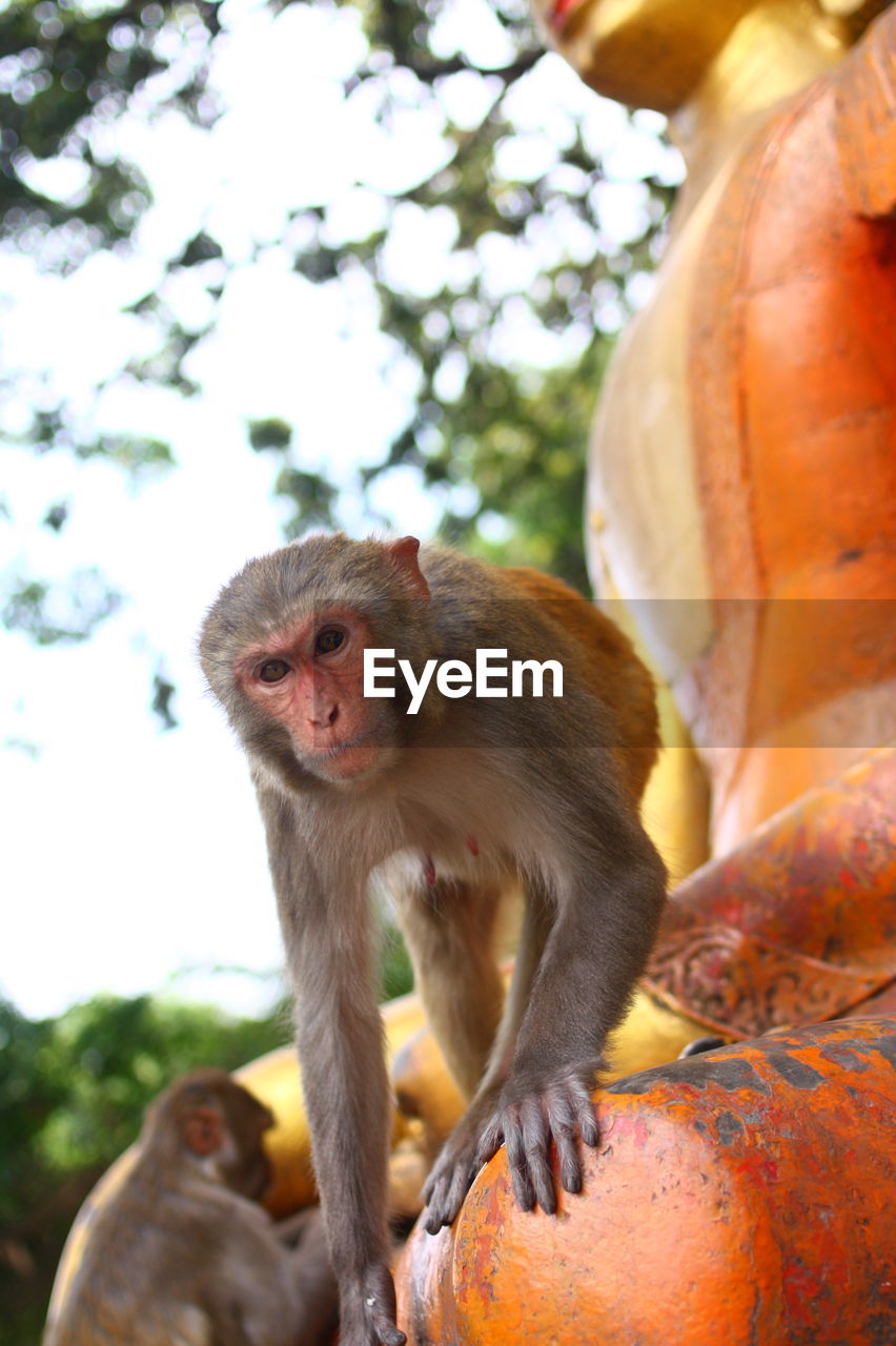 Portrait of monkey on buddha statue