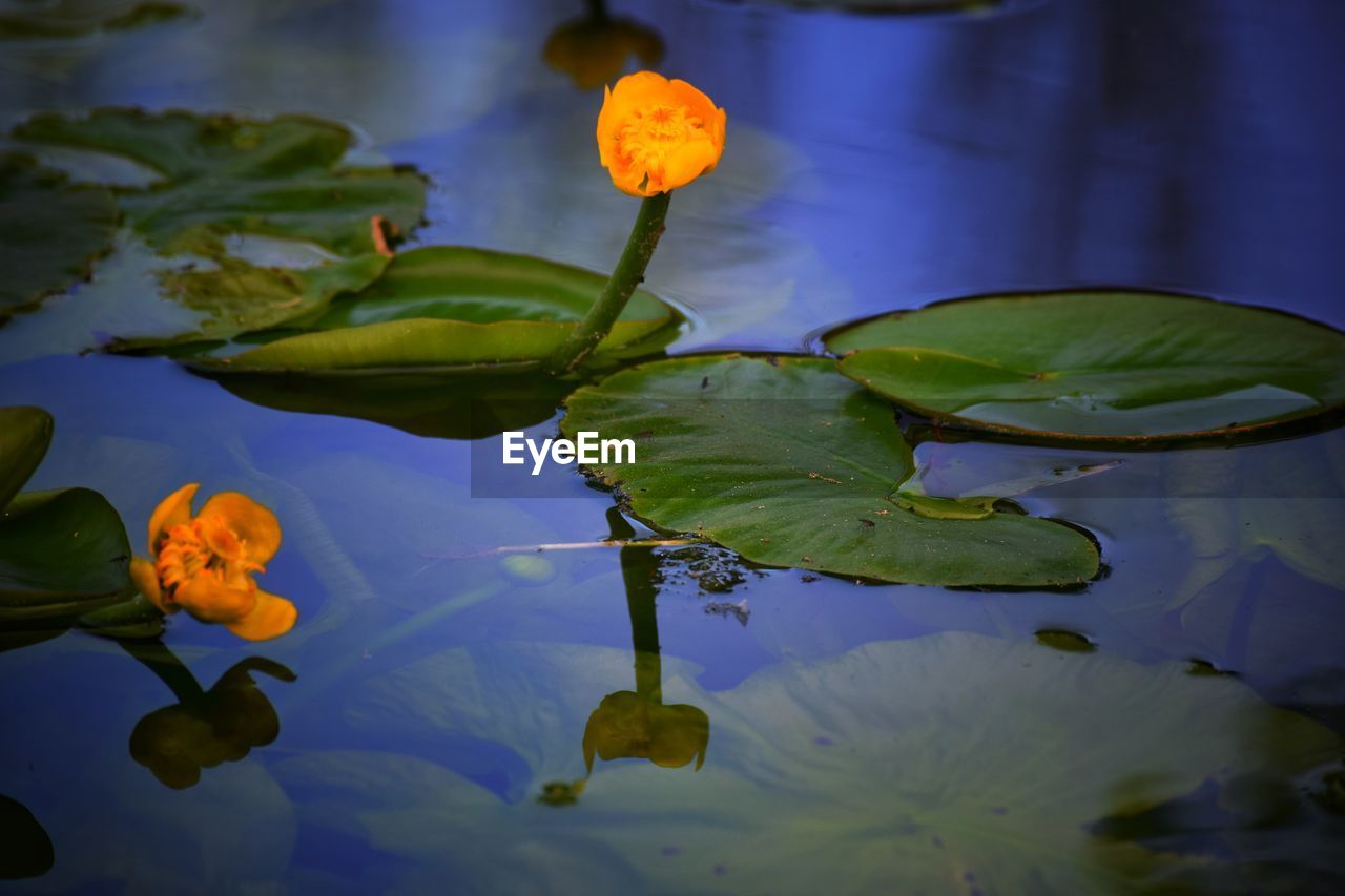 CLOSE-UP OF LOTUS WATER LILY