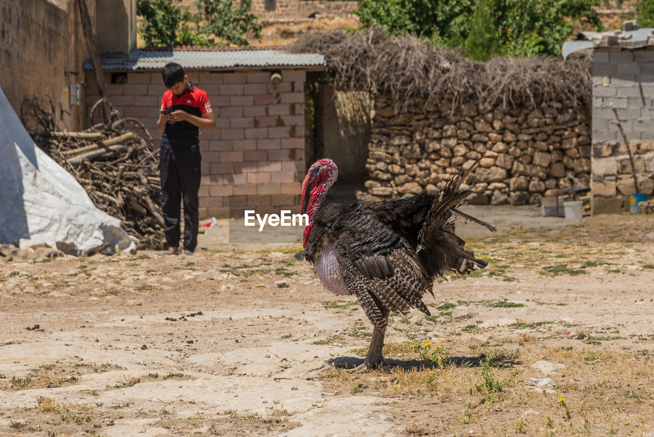 BIRD STANDING ON GROUND