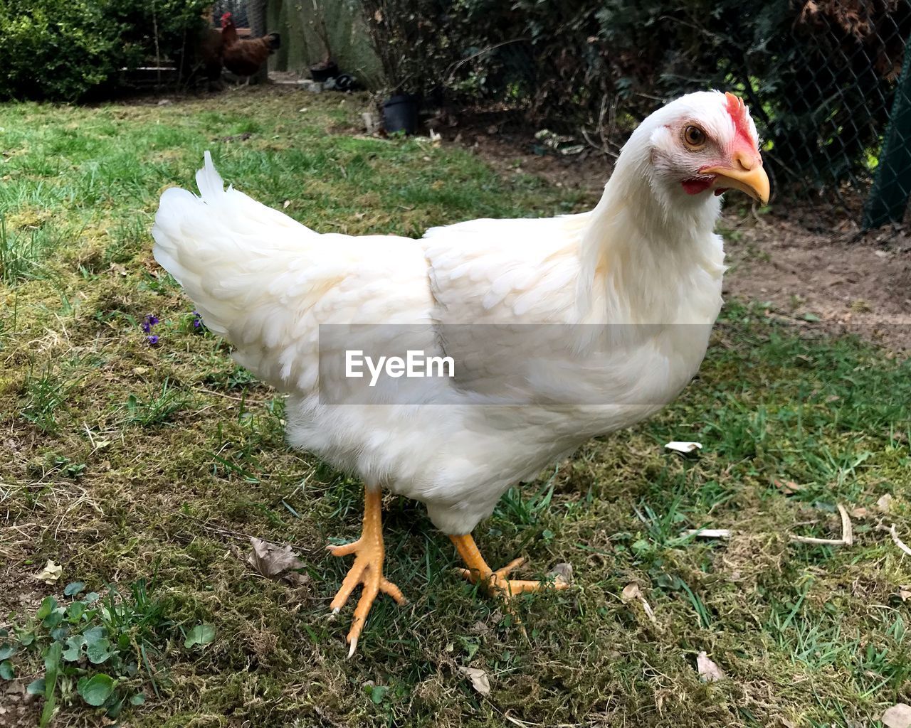 WHITE BIRD ON FIELD