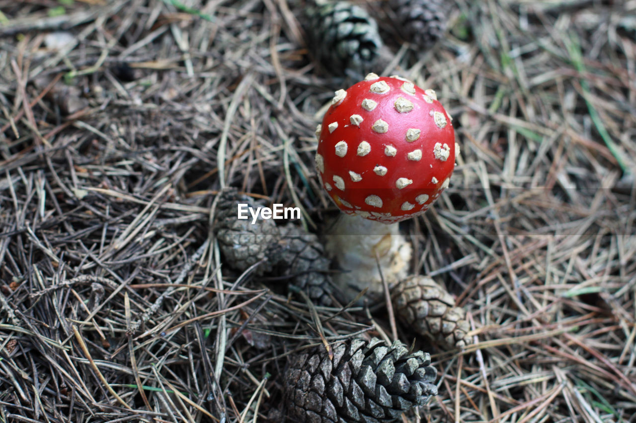 High angle view of fly agaric mushroom on field