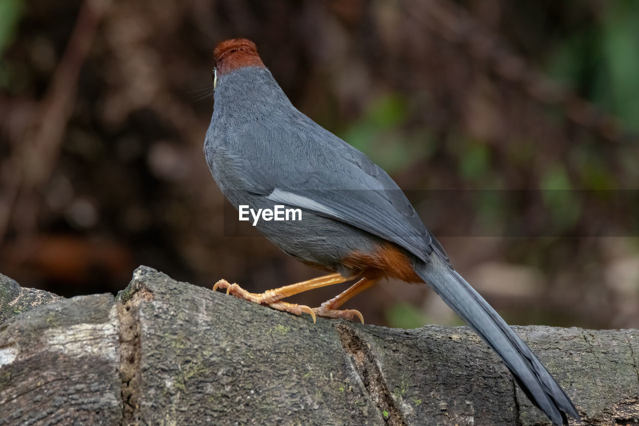 CLOSE-UP OF BIRD PERCHING ON A WALL