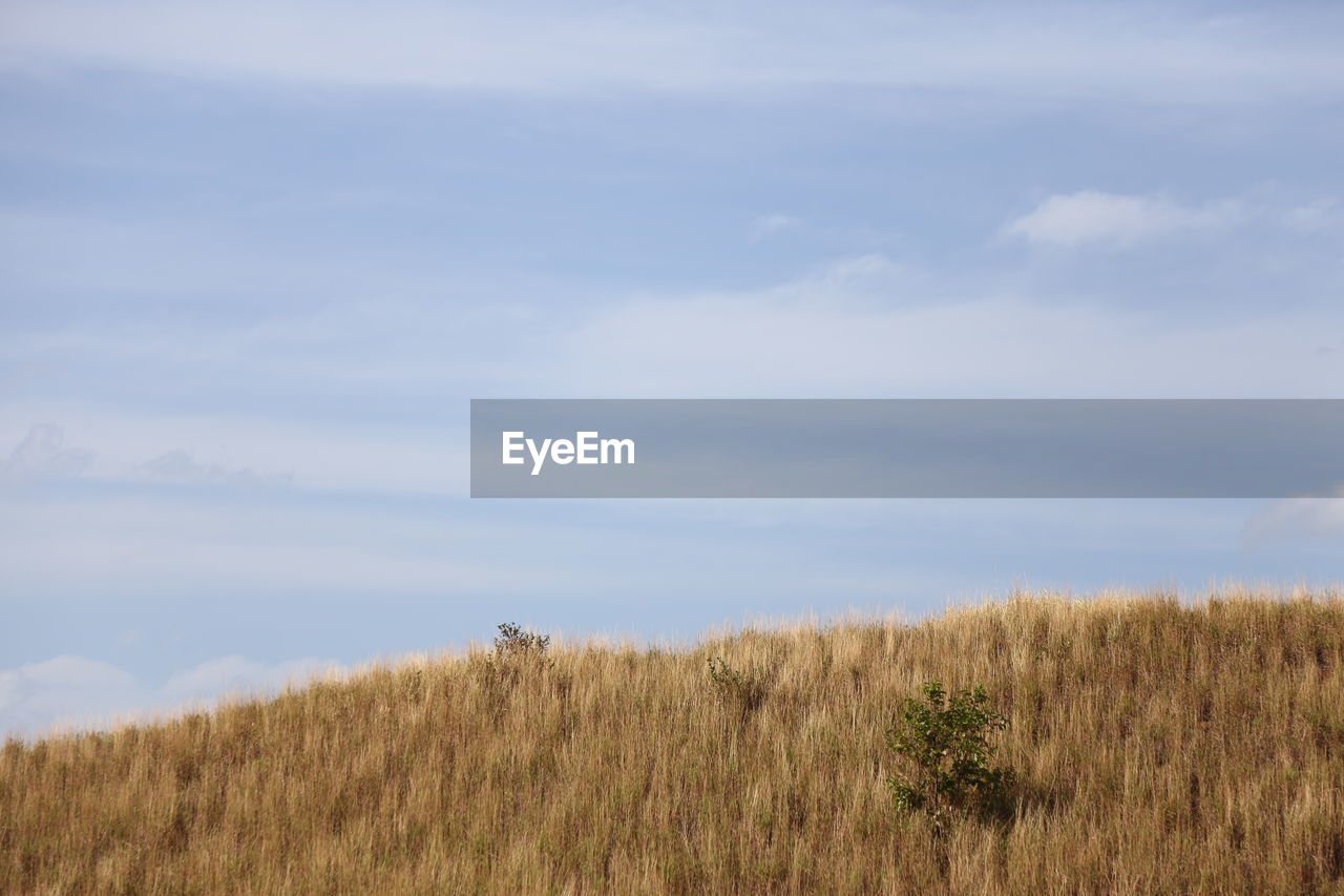 natural environment, plant, sky, cloud, land, tranquility, beauty in nature, grass, grassland, prairie, tranquil scene, nature, scenics - nature, horizon, field, landscape, growth, day, no people, steppe, hill, environment, non-urban scene, plain, rural area, outdoors, meadow, idyllic, wilderness, morning, marsh