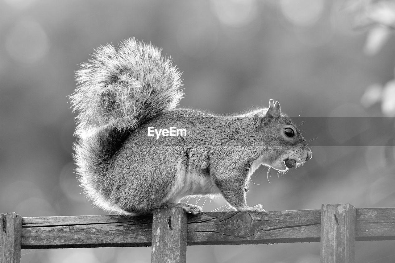 CLOSE-UP OF SQUIRREL SITTING ON WOOD OUTDOORS