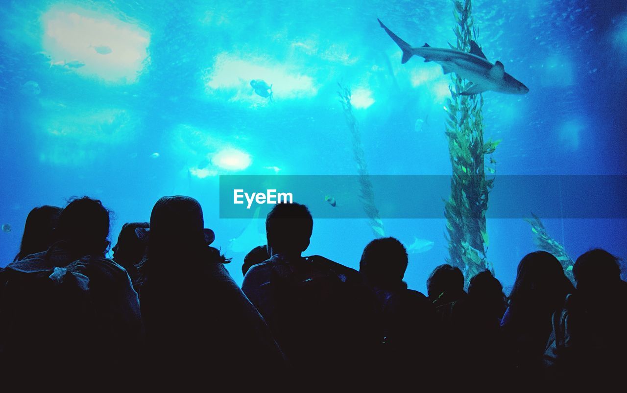 People looking at fish in aquarium