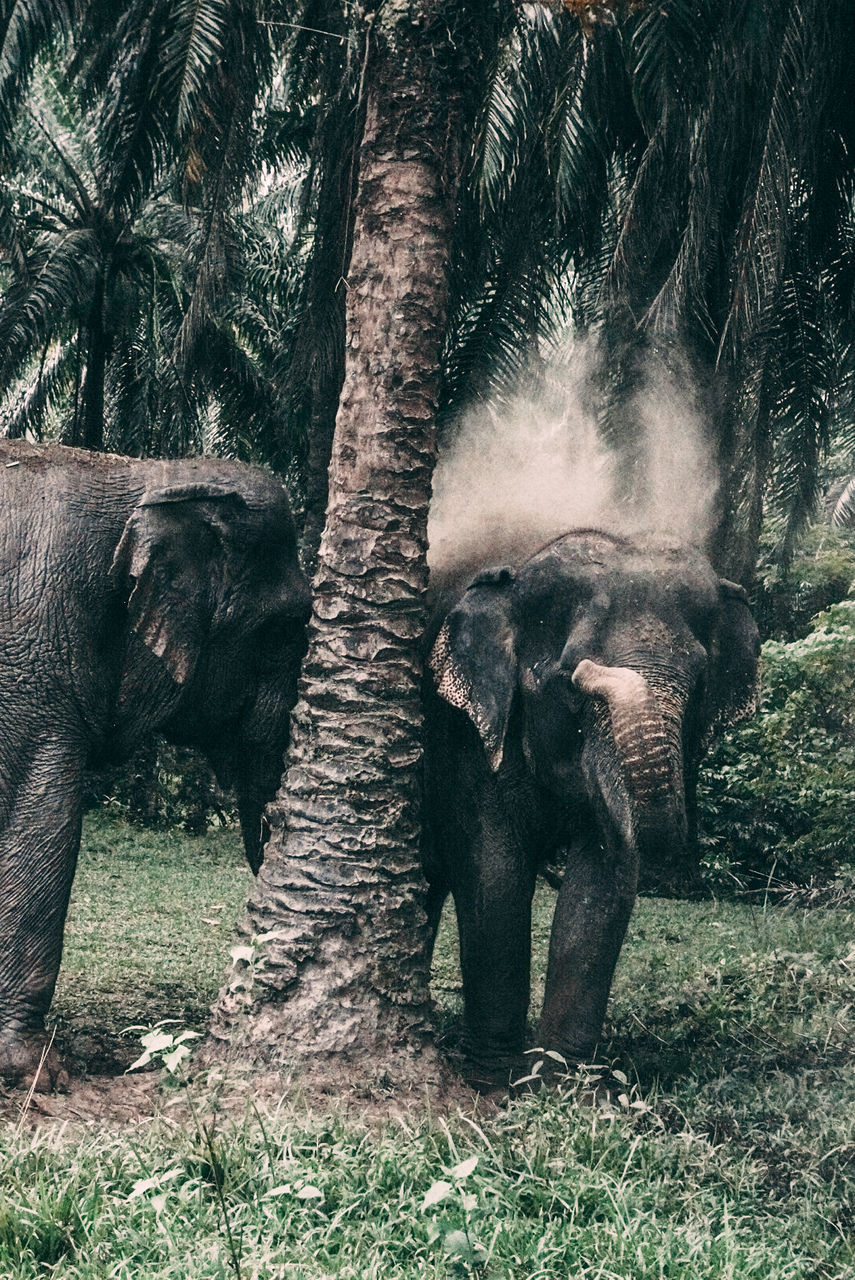 animal themes, animal, elephant, mammal, indian elephant, animal wildlife, wildlife, tree, plant, group of animals, nature, no people, african elephant, zoo, jungle, safari, animal trunk, animal body part, land, outdoors, forest, day, trunk, environment, grass, two animals, elephant calf, animal family