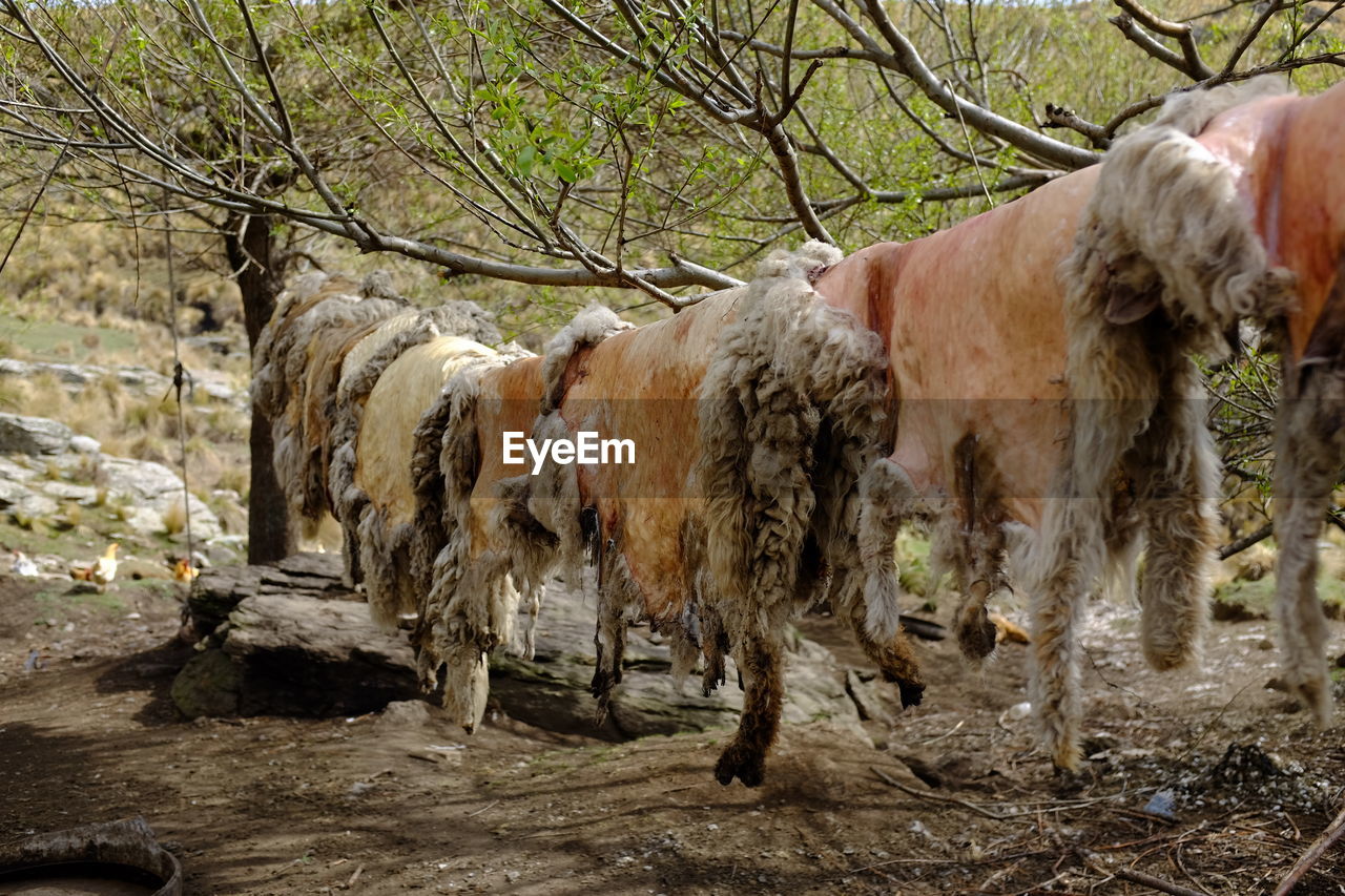 HORSES IN A FOREST