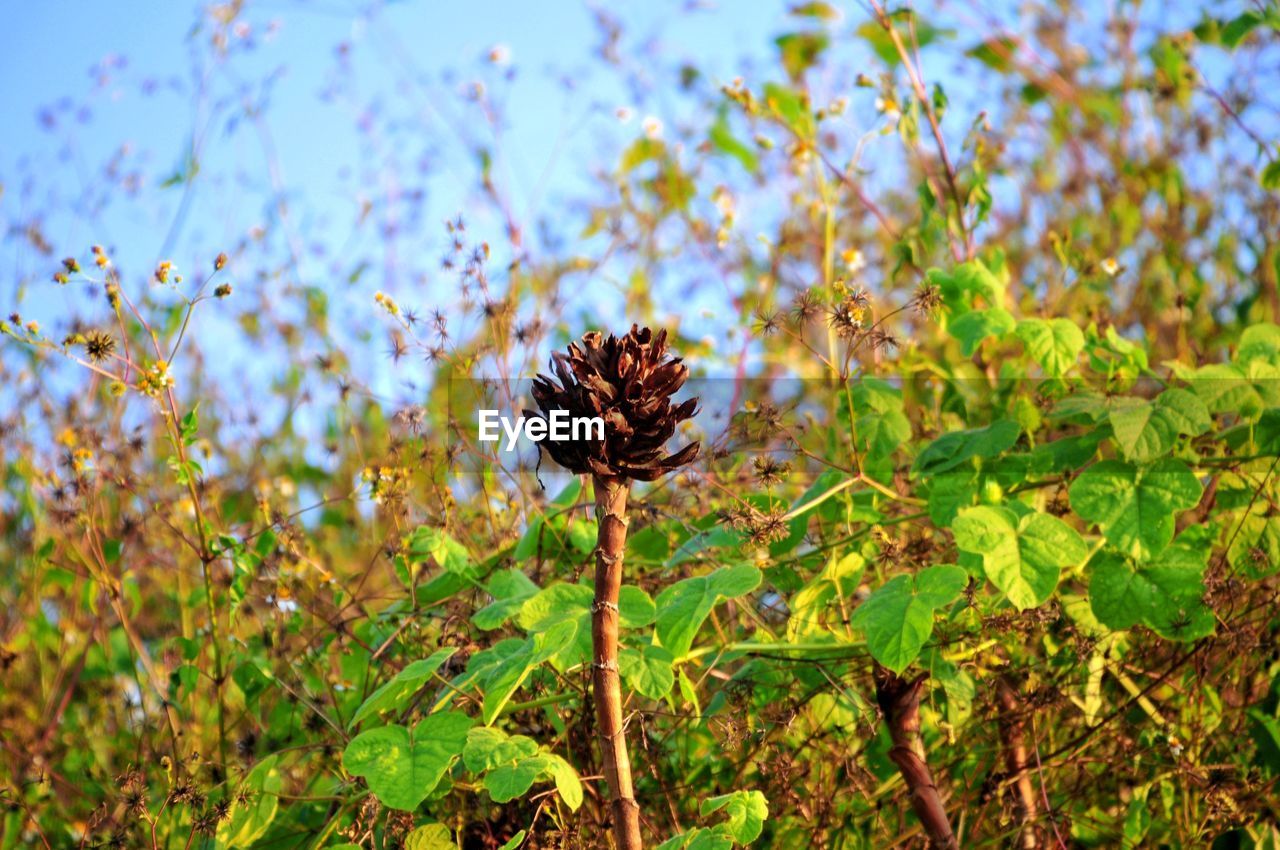 CLOSE-UP OF FLOWERING PLANTS ON LAND