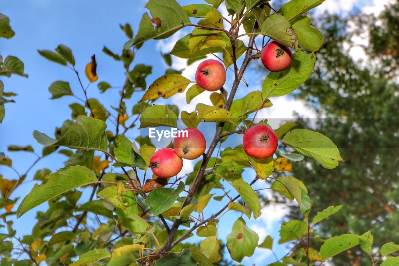 Low angle view of fruits on tree