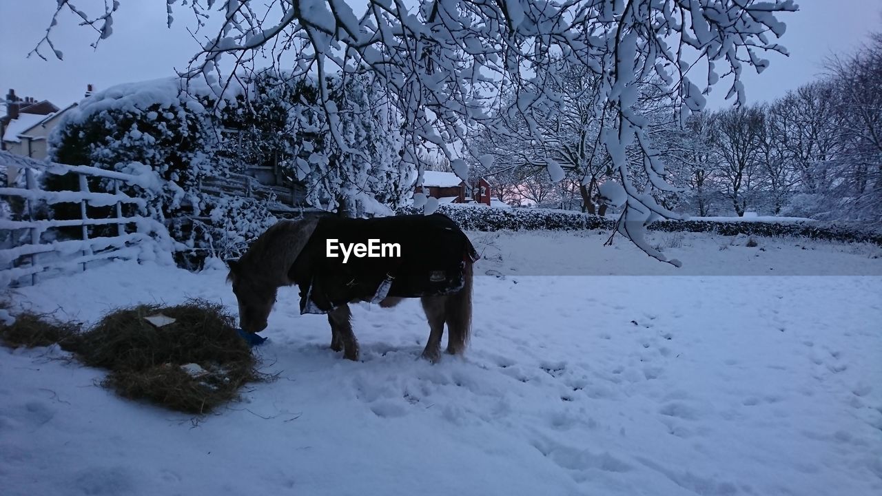 DOG STANDING ON SNOW COVERED FIELD