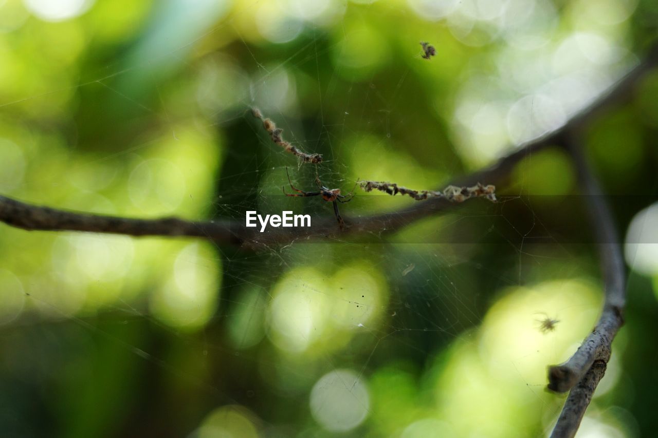 Close-up of spider in web on twig
