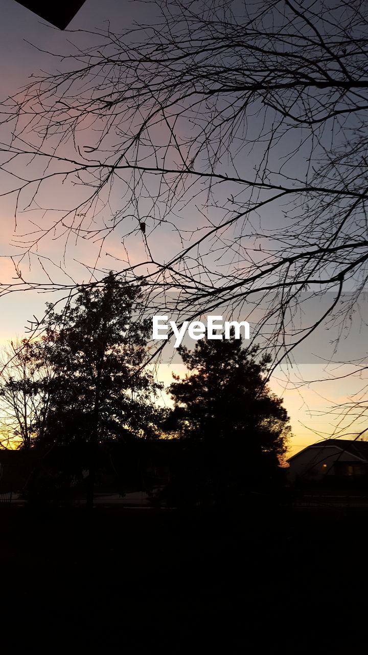 SILHOUETTE TREES AGAINST SKY AT SUNSET