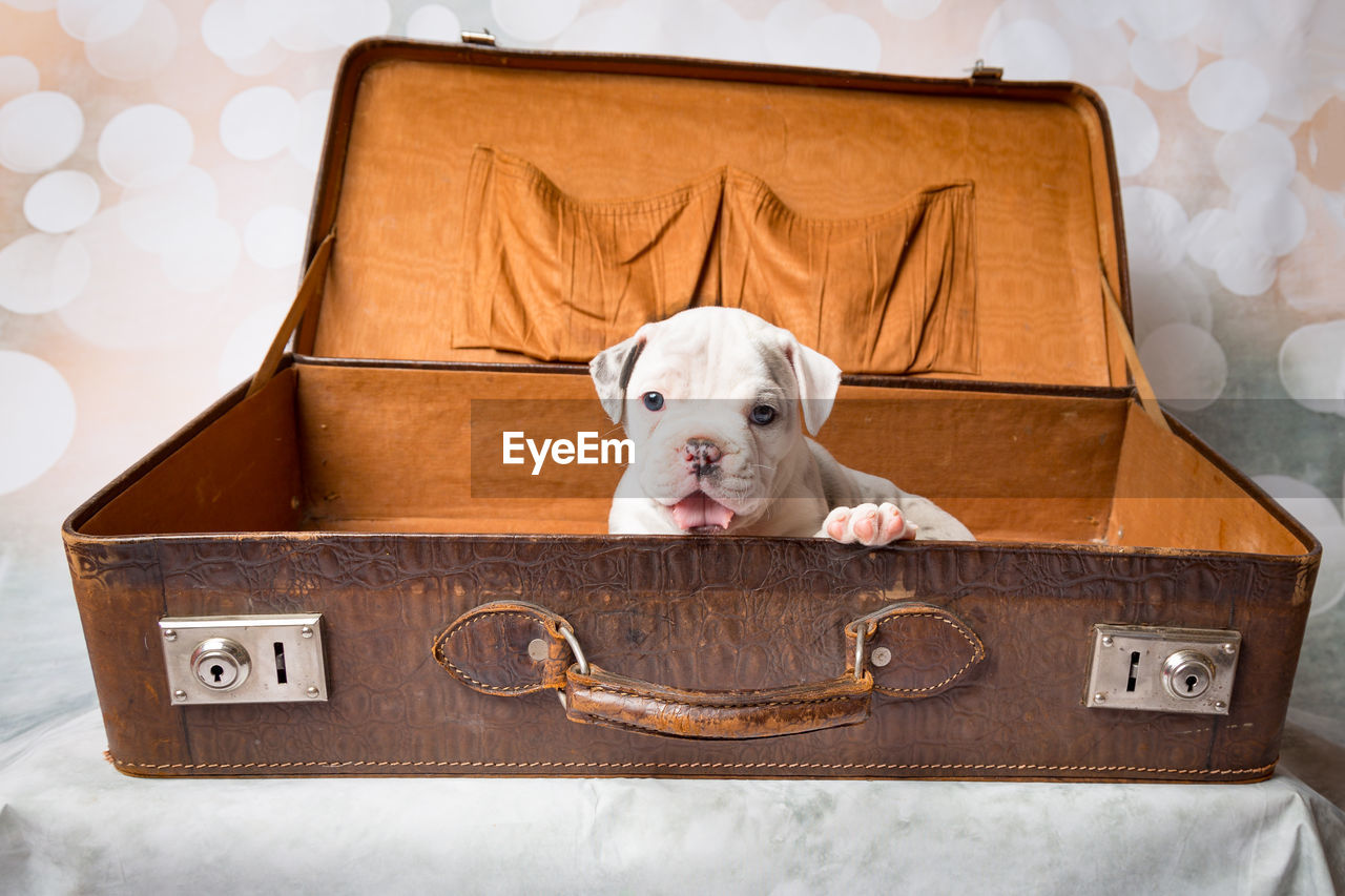 Dog in old suitcase at home