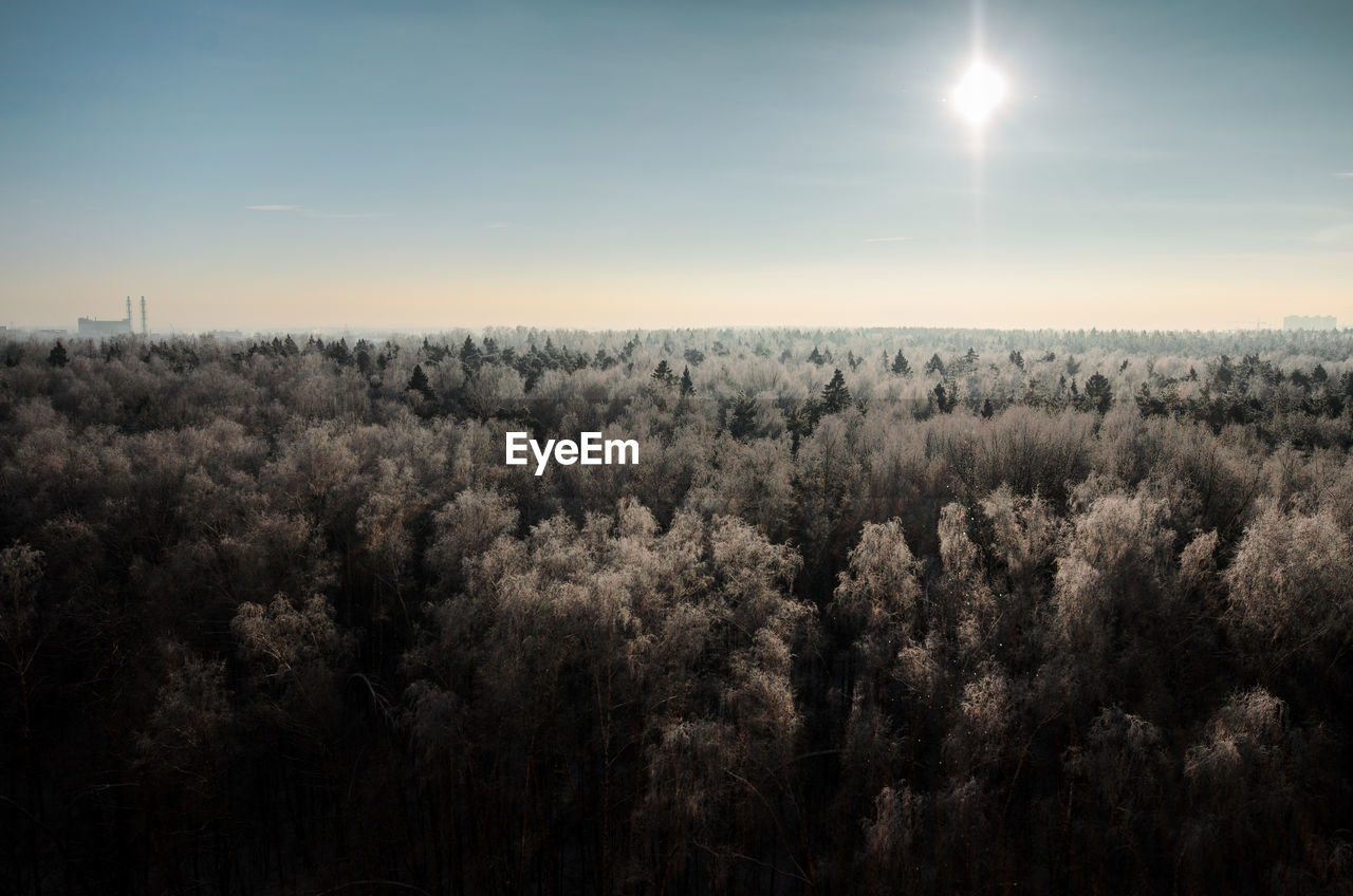 Panoramic view of trees on landscape against sky