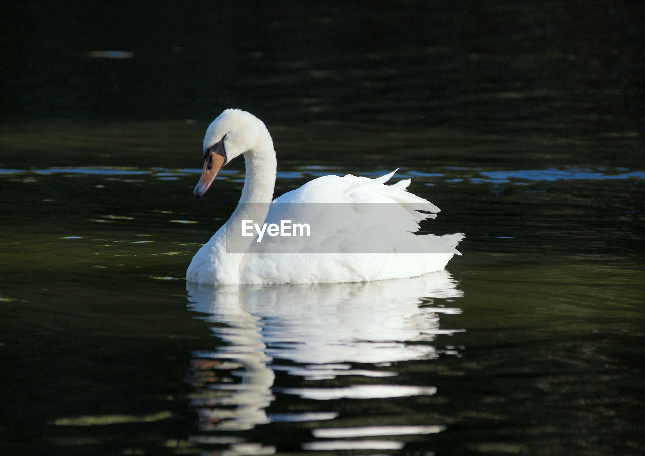 SWAN SWIMMING IN LAKE