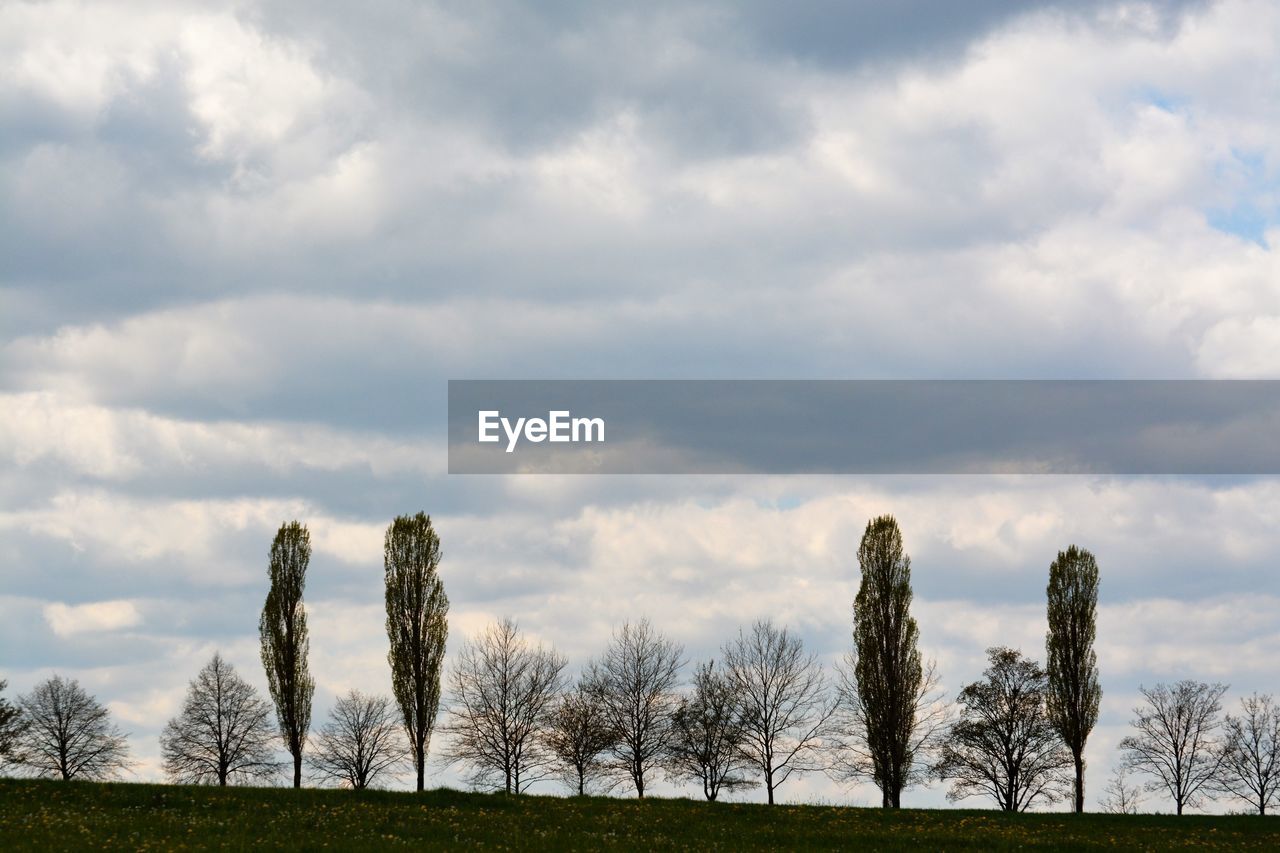 Bare trees on field against sky