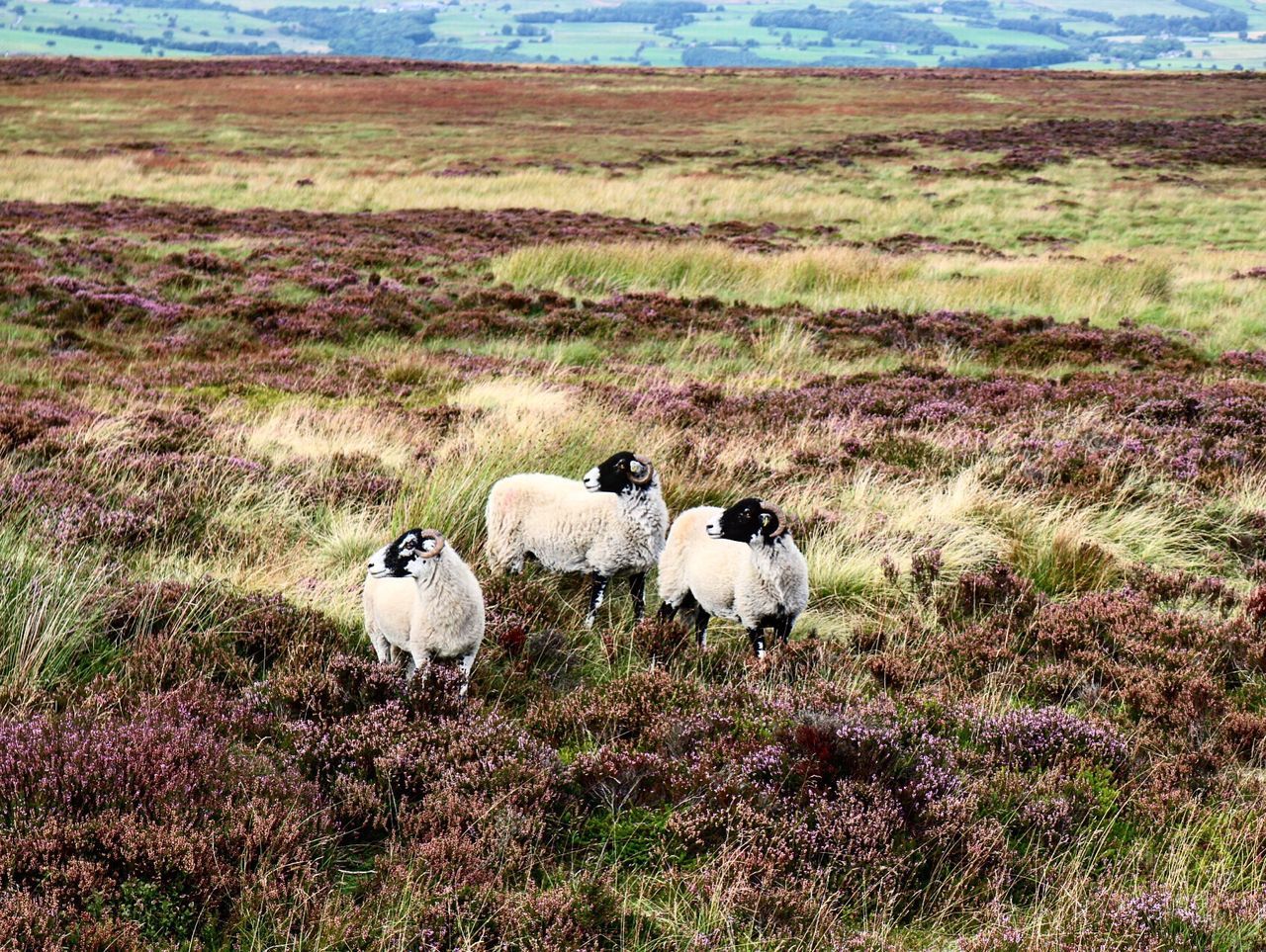 Sheep in field