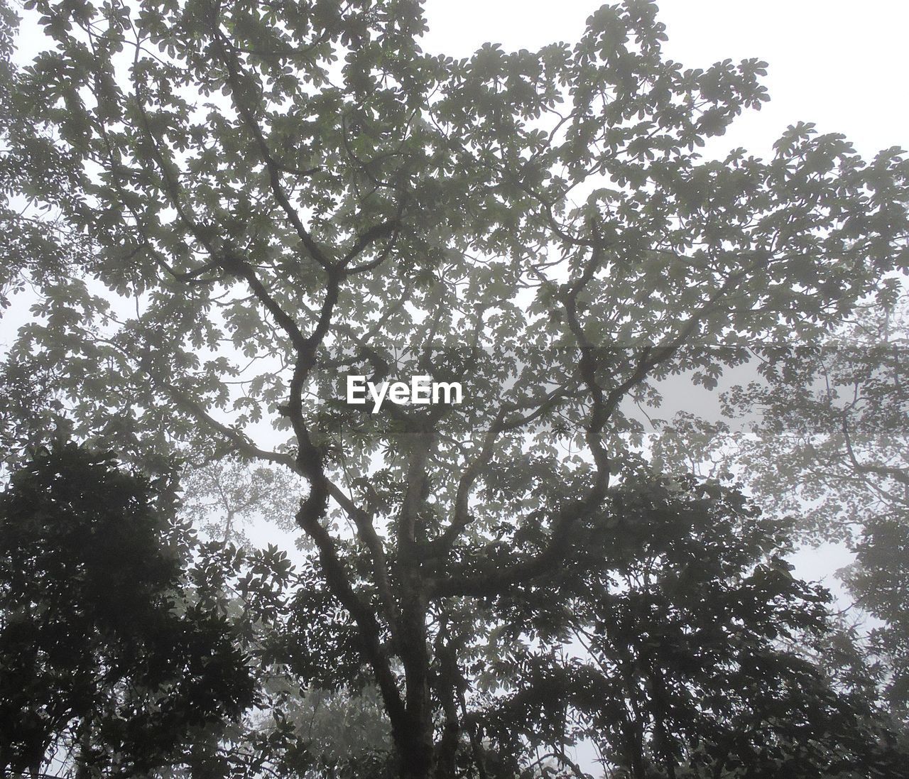 LOW ANGLE VIEW OF TREE AGAINST SKY