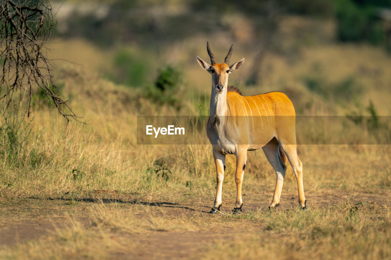 side view of deer standing on field