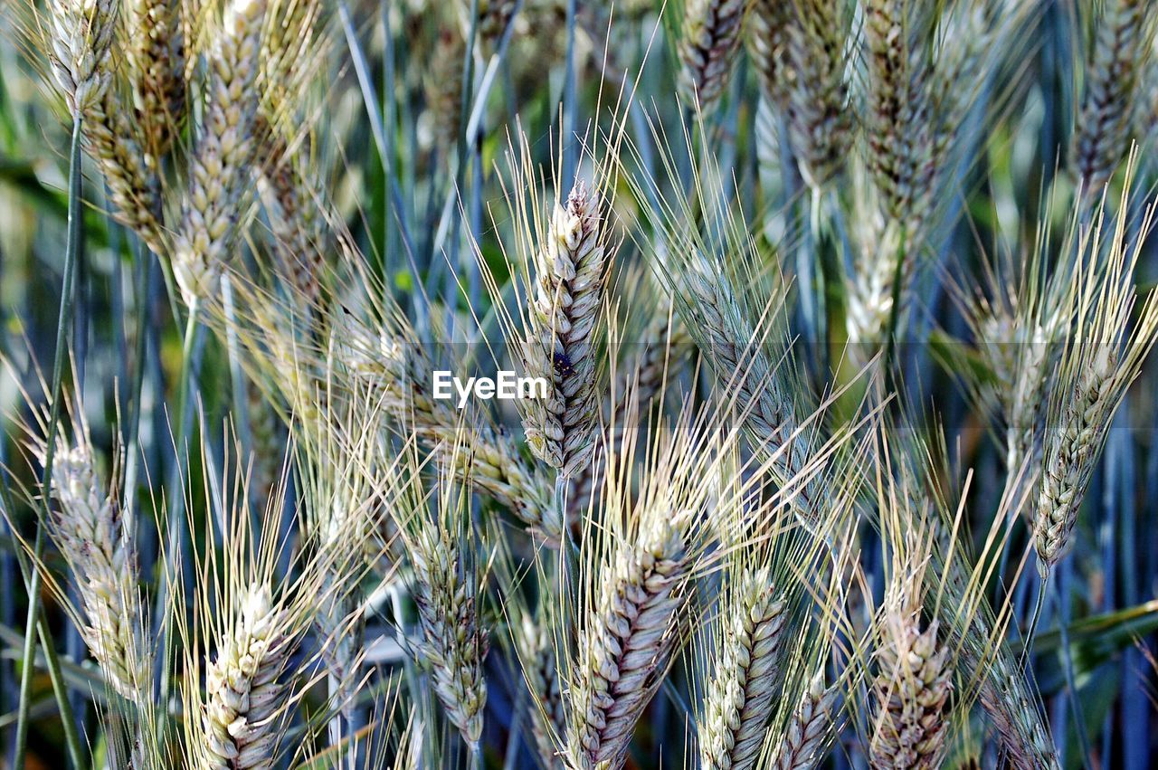 Close-up of wheat growing on field