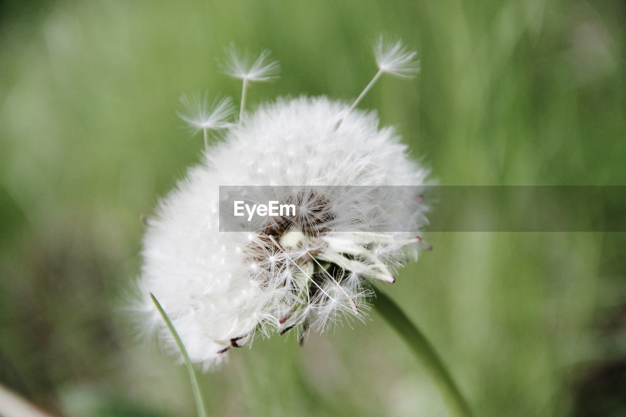 Close-up of dandelion