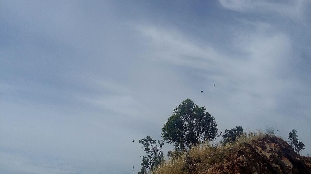 LOW ANGLE VIEW OF A BIRD FLYING