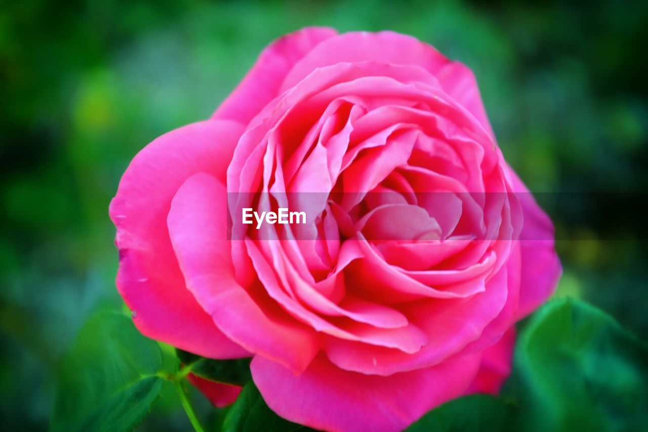 Close-up of pink rose blooming in park