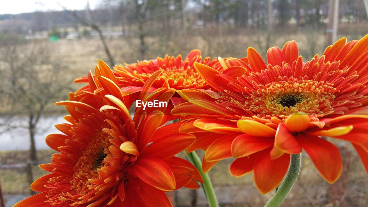 Orange gerbera daisies growing against field