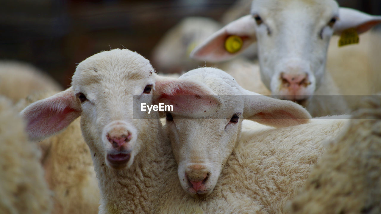 CLOSE-UP PORTRAIT OF A SHEEP