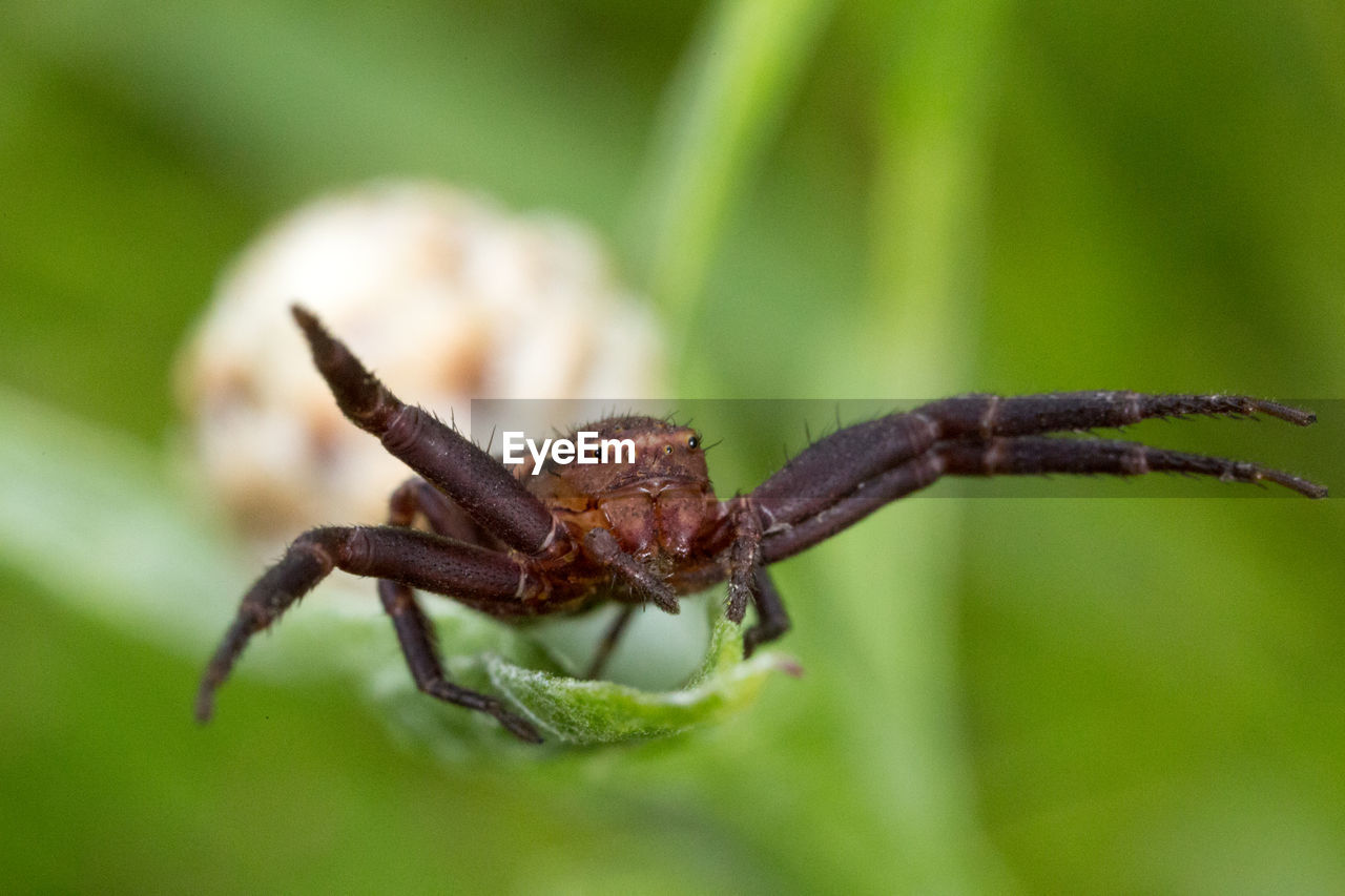 CLOSE-UP OF SPIDER IN THE PLANT