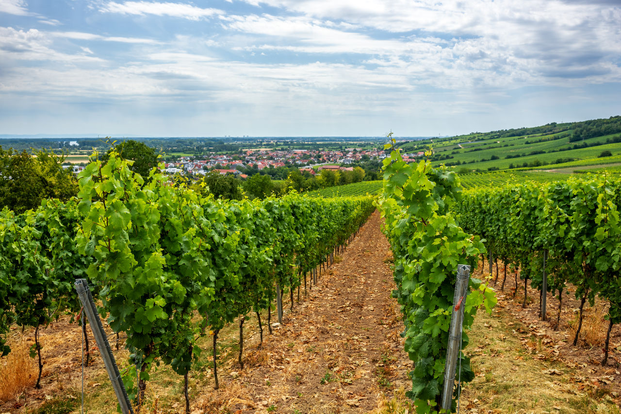 VIEW OF VINEYARD AGAINST SKY