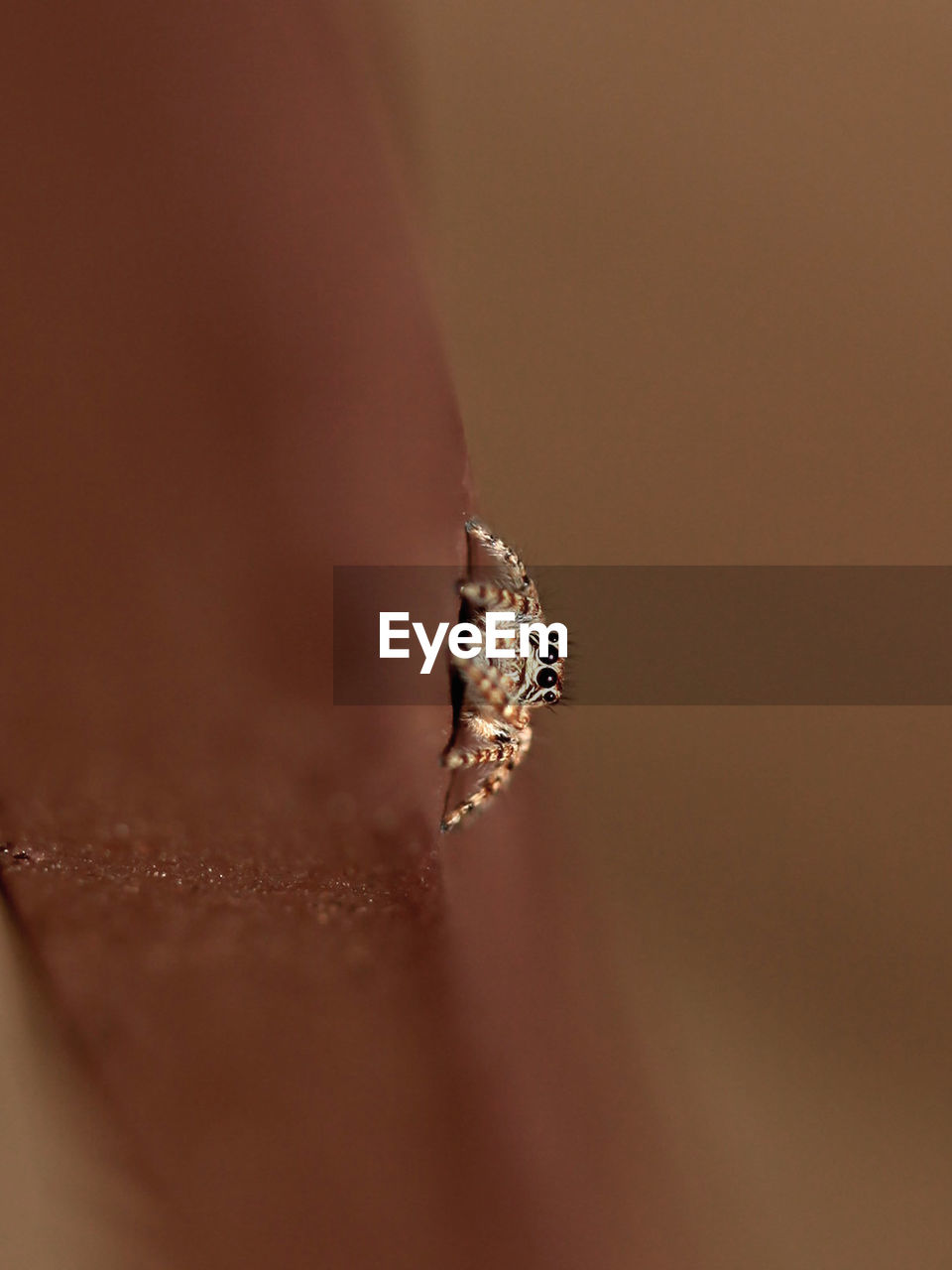 CLOSE-UP OF SPIDER ON WEB