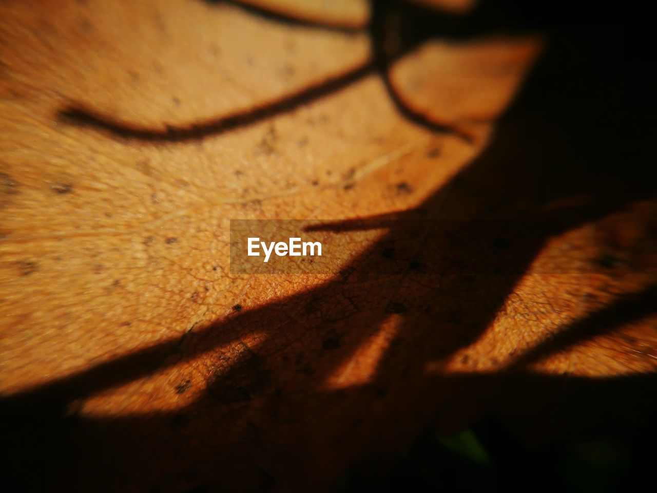 CLOSE-UP OF SHADOW ON WOOD