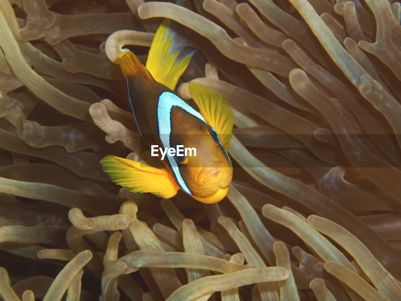 animal themes, animal, sea, animal wildlife, wildlife, underwater, sea life, water, marine, undersea, fish, yellow, clown fish, nature, symbiotic relationship, sea anemone, beauty in nature, coral, pomacentridae, reef, close-up, tropical fish, one animal, macro photography, no people, zoology, swimming, aquarium, tropical climate