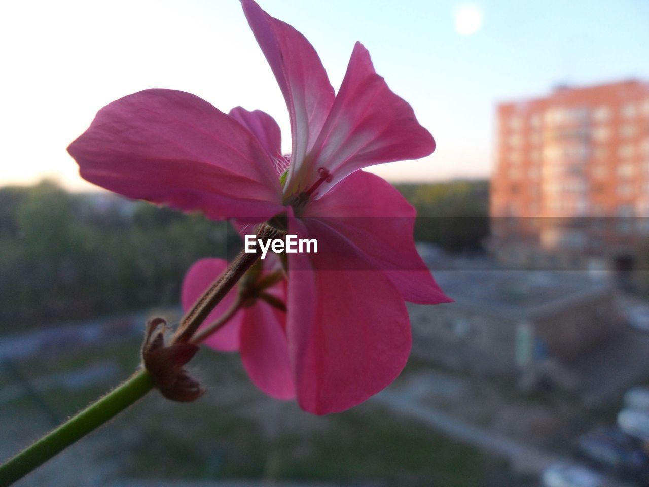 CLOSE-UP OF PINK FLOWER