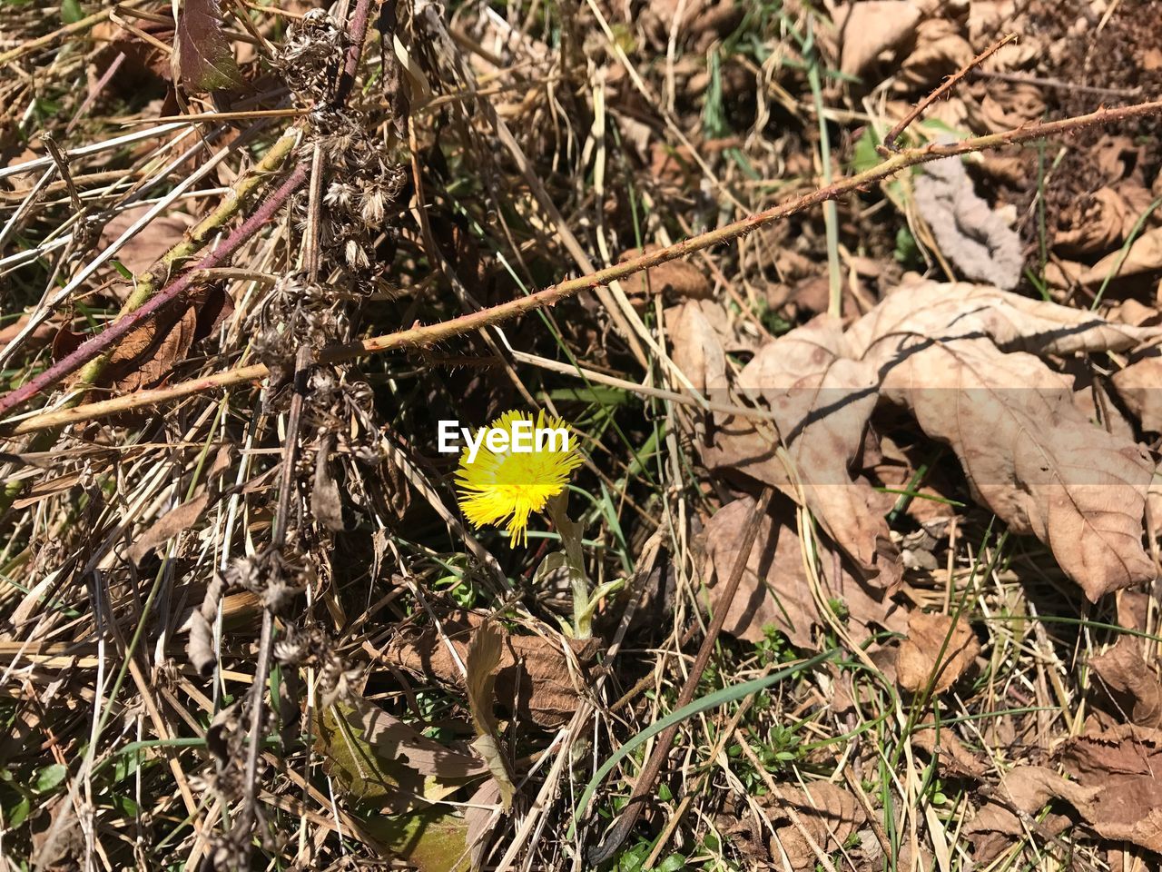 CLOSE-UP OF YELLOW FLOWERS