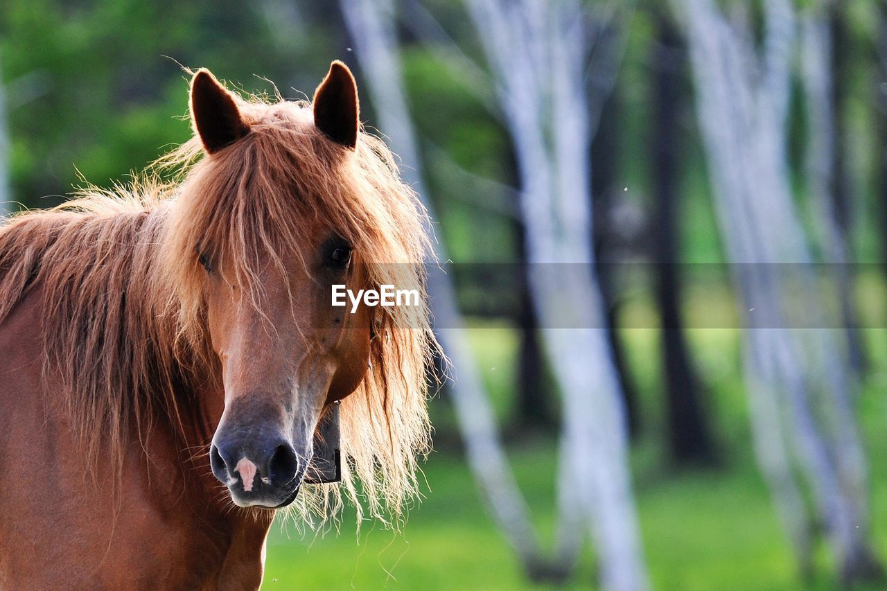 Brown horse on field