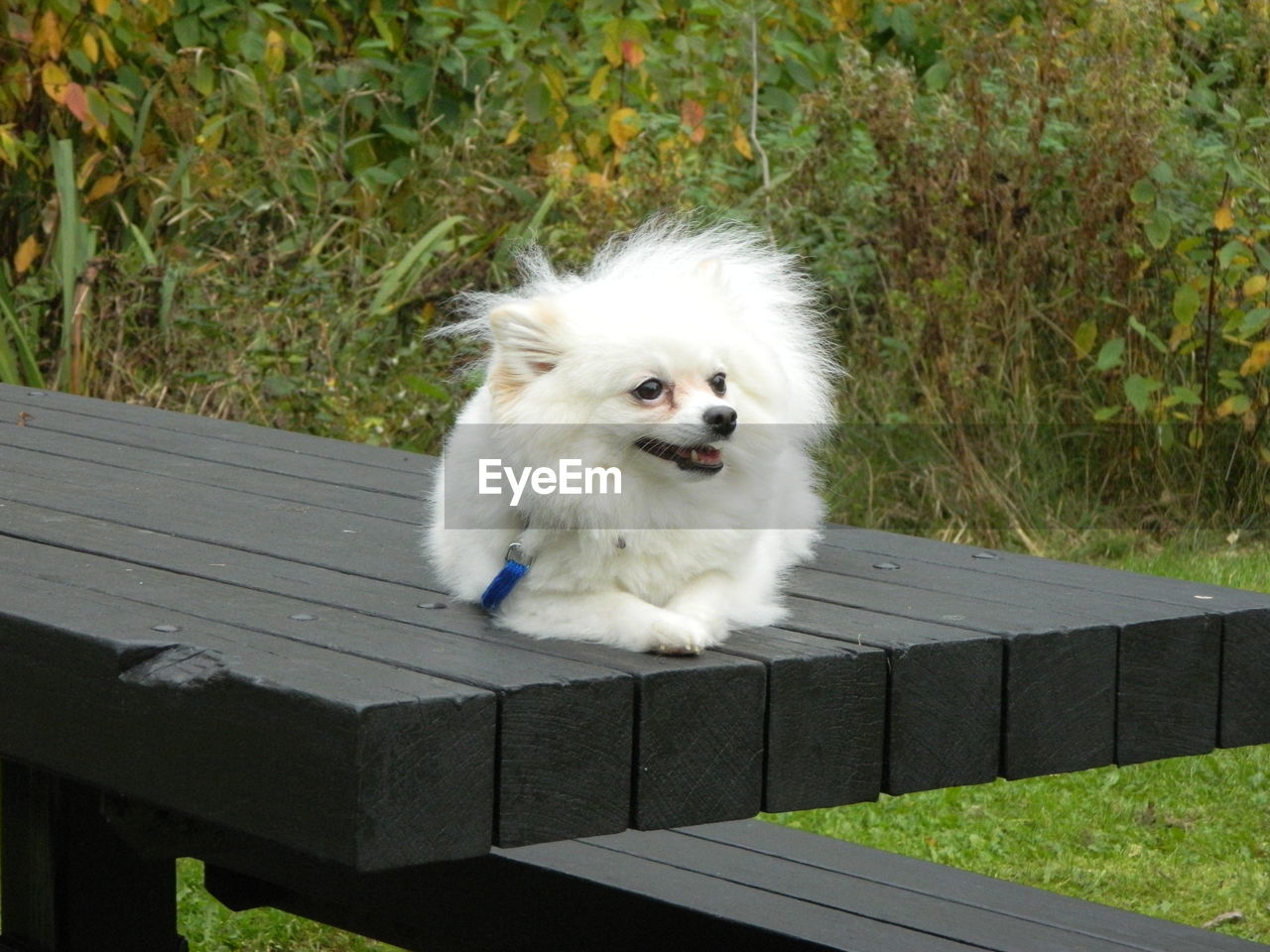 Close-up of dog on grass