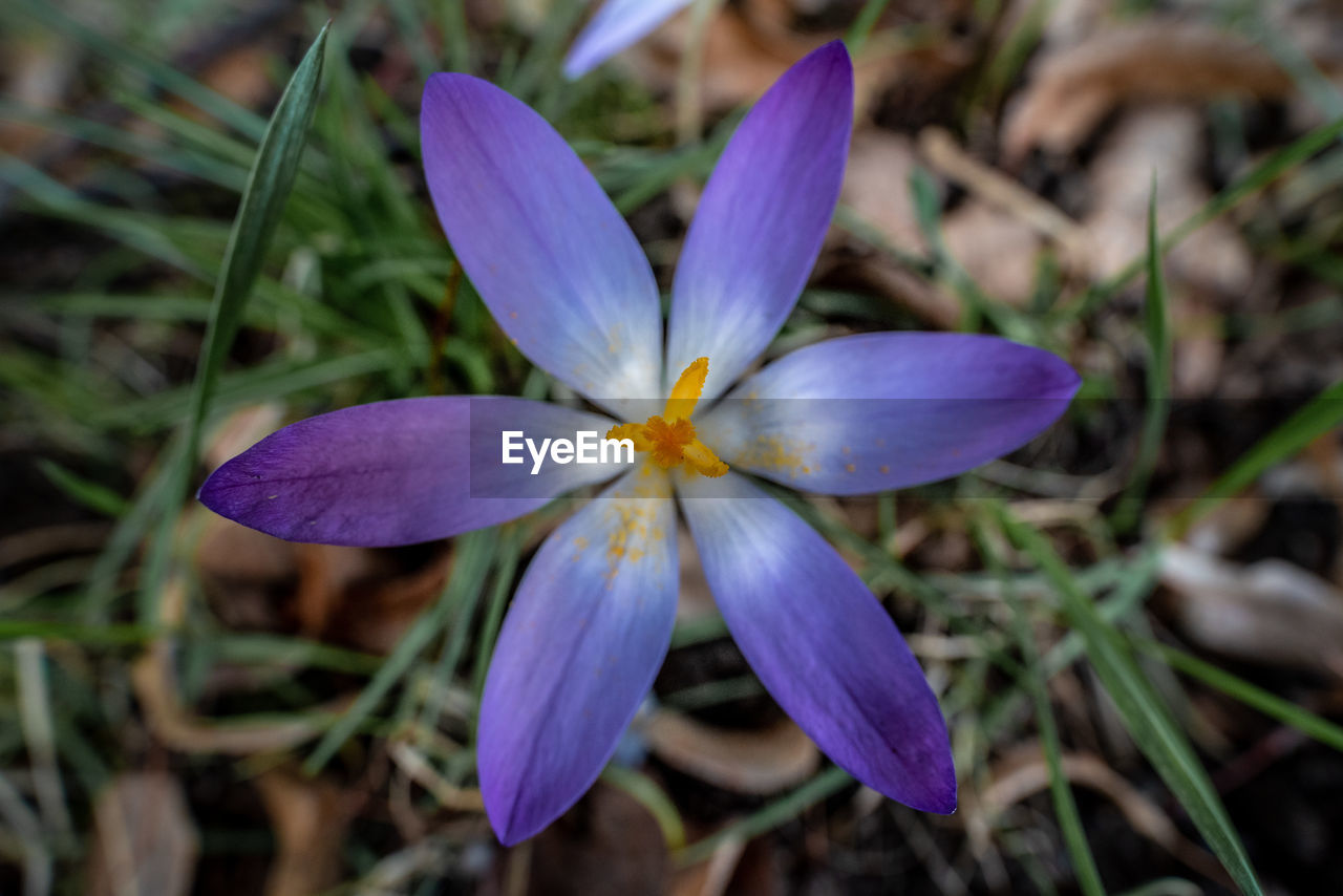 CLOSE-UP OF PURPLE CROCUS FLOWER GROWING ON FIELD