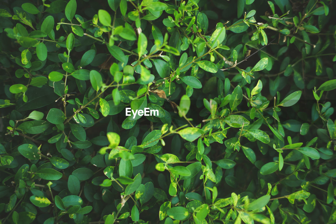 Full frame shot of plants growing on field