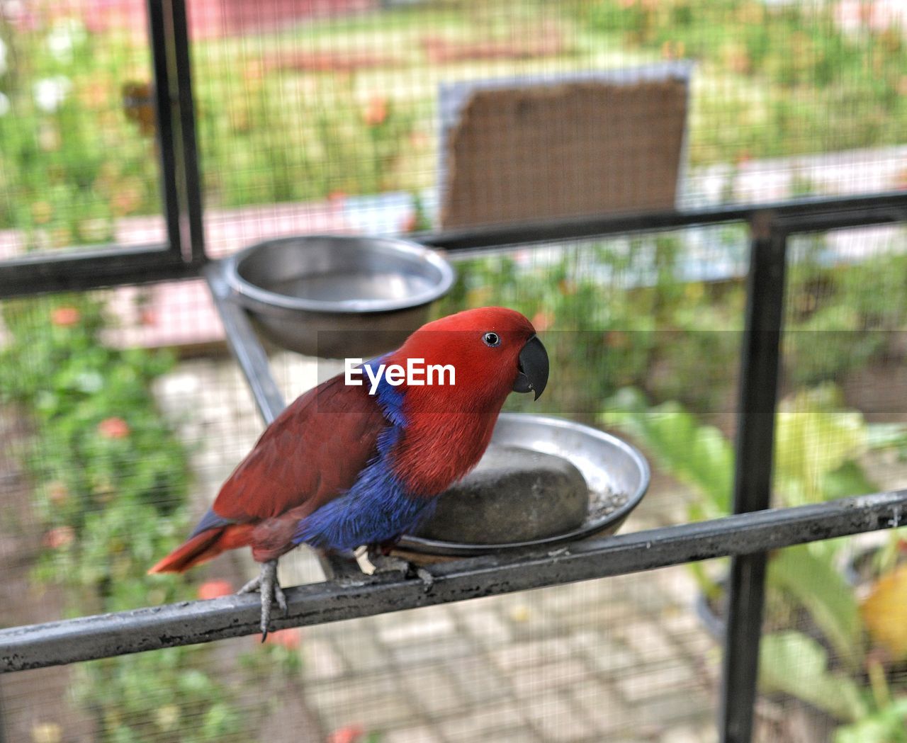 CLOSE-UP OF A BIRD PERCHING ON RAILING