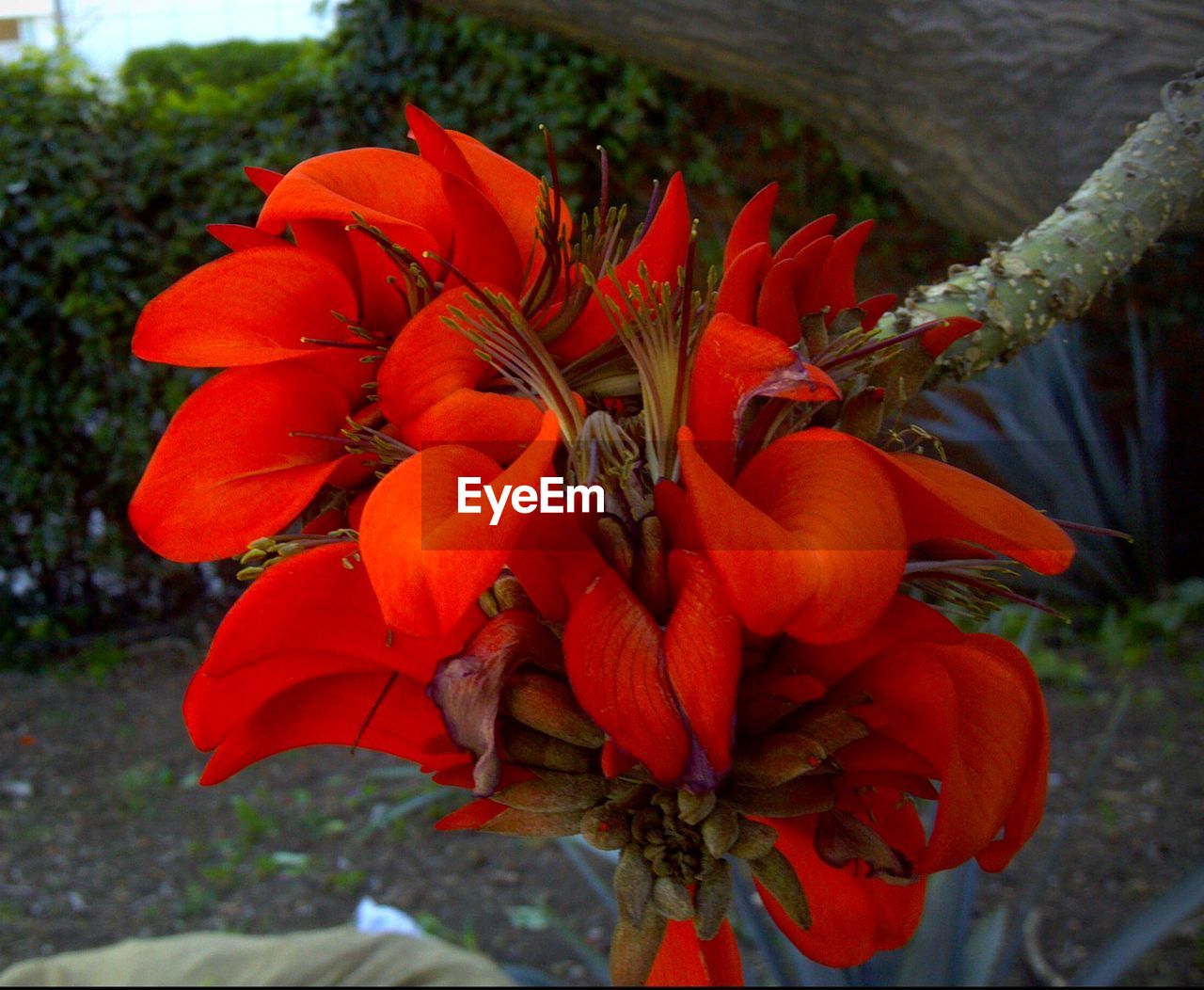 Close-up of red flowers
