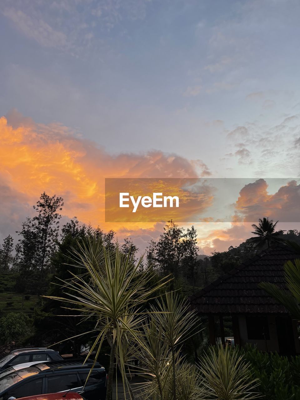 tree, nature, sky, palm tree, plant, tropical climate, cloud, outdoors, no people, beauty in nature, fire