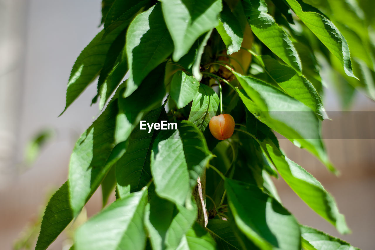 CLOSE-UP OF FRESH FRUITS GROWING ON TREE