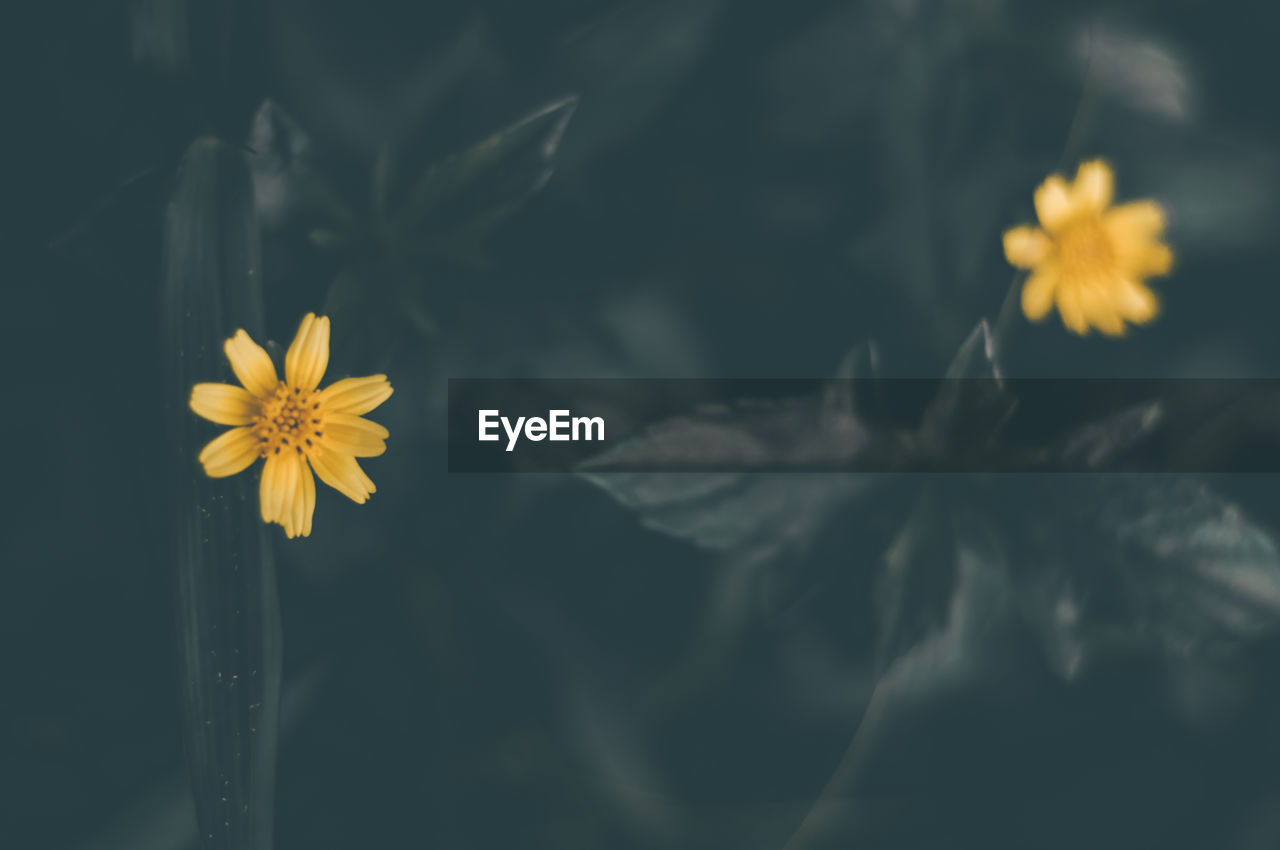 Close-up of yellow flowering plant